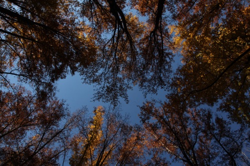 Trees of Smoky Mountain
